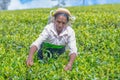 Tamil woman who works at Dambetenna estate breaks tea leaves Royalty Free Stock Photo